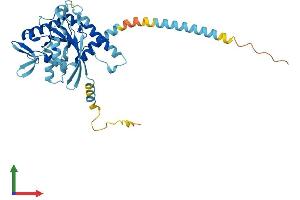 AlphaFold protein structure predicition of Mouse Recombinant Septin2 Protein, UniprotID P42208