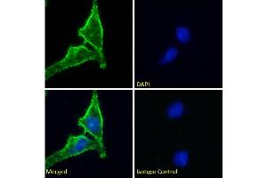 Immunofluorescence staining of fixed HeLa cells with anti-CD98 heavy chain antibody HBJ127. (Recombinant SLC3A2 anticorps)