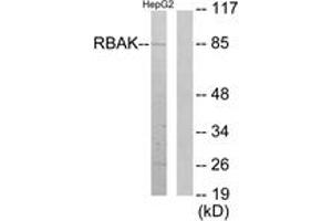 Western Blotting (WB) image for anti-RB-Associated KRAB Zinc Finger (RBAK) (AA 1-50) antibody (ABIN2889779) (RBAK anticorps  (AA 1-50))