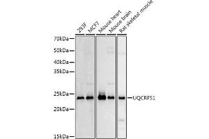 Western blot analysis of extracts of various cell lines, using UQCRFS1 Rabbit pAb antibody (ABIN6131106, ABIN6149963, ABIN6149965 and ABIN6222528) at 1:500 dilution. (UQCRFS1 anticorps  (AA 79-274))