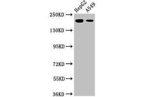 Western Blot Positive WB detected in: HepG2 whole cell lysate, A549 whole cell lysate All lanes: LRRK1 antibody at 3 μg/mL Secondary Goat polyclonal to rabbit IgG at 1/50000 dilution Predicted band size: 226, 29 kDa Observed band size: 226 kDa (LRRK1 anticorps  (AA 1-68))