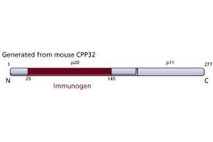 Image no. 3 for anti-Caspase 3 (CASP3) (AA 25-145) antibody (ABIN968342)