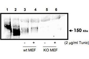 Western blot analysis using Eif2ak3 polyclonal antibody  to detect Eif2ak3 in cell lysates. (PERK anticorps  (AA 601-1115))