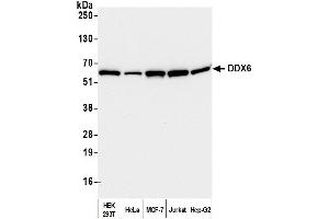 Western Blotting (WB) image for anti-DEAD (Asp-Glu-Ala-Asp) Box Polypeptide 6 (DDX6) (AA 1-50) antibody (ABIN7453871) (DDX6 anticorps  (AA 1-50))