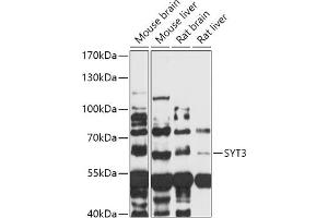 Western blot analysis of extracts of various cell lines, using SYT3 antibody (ABIN7270674) at 1:1000 dilution.