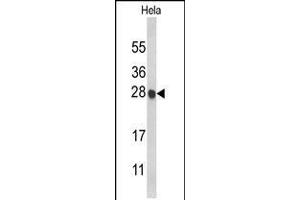 Western blot analysis of HIST1H1C Antibody in Hela cell line lysates (35ug/lane) (HIST1H1C anticorps  (AA 105-131))