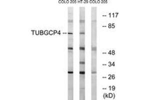 Western blot analysis of extracts from COLO/HT-29 cells, using TUBGCP4 Antibody. (TUBGCP4 anticorps  (AA 191-240))