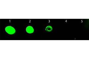 Dot Blot of Chicken anti-Rat IgG Antibody Fluorescein Conjugated. (Poulet anti-Rat IgG (Heavy & Light Chain) Anticorps (FITC) - Preadsorbed)
