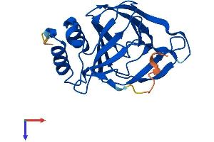 AlphaFold protein structure predicition of Mouse Recombinant Cdo1 Protein, UniprotID P60334