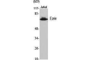 Western Blot (WB) analysis of specific cells using Ezrin Polyclonal Antibody. (Ezrin anticorps  (Tyr31))