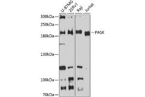Western blot analysis of extracts of various cell lines, using PASK antibody (ABIN6128413, ABIN6145248, ABIN6145249 and ABIN6224850) at 1:3000 dilution. (PASK anticorps  (AA 1194-1323))