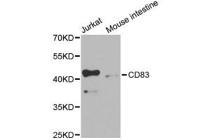 Western blot analysis of extracts of various cell lines, using CD83 antibody (ABIN5971072) at 1/1000 dilution. (CD83 anticorps)