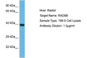 Host: Rabbit Target Name: RAD9B Sample Tissue: Human 786-0 Whole Cell Antibody Dilution: 1ug/ml (RAD9B anticorps  (C-Term))