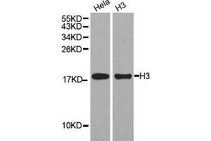 Western Blotting (WB) image for anti-Histone 3 (H3) (C-Term) antibody (ABIN3023243) (Histone 3 anticorps  (C-Term))