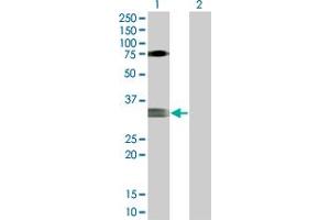 Lane 1: MOG transfected lysate ( 32. (MOG 293T Cell Transient Overexpression Lysate(Denatured))
