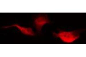 ABIN6275619 staining NIH-3T3 by IF/ICC.