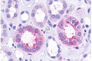 Anti-TAAR9 antibody  ABIN1049388 IHC staining of human kidney, renal tubules. (TAAR9 anticorps  (Extracellular Domain))