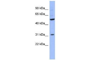 WB Suggested Anti-RBMS3 Antibody Titration:  0.