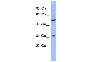 WB Suggested Anti-RBMS3 Antibody Titration:  0. (RBMS3 anticorps  (Middle Region))