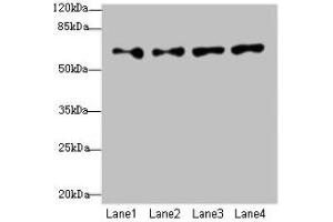 Western blot All lanes: CFAP52 antibody at 4 μg/mL Lane 1: HepG2 whole cell lysate Lane 2: K562 whole cell lysate Lane 3: U937 whole cell lysate Lane 4: A549 whole cell lysate Secondary Goat polyclonal to rabbit IgG at 1/10000 dilution Predicted band size: 69, 70, 61 kDa Observed band size: 69 kDa (WDR16 anticorps  (AA 101-400))