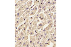Antibody staining ANXA2 in Human liver tissue sections by Immunohistochemistry (IHC-P - paraformaldehyde-fixed, paraffin-embedded sections). (Annexin A2 anticorps  (N-Term))