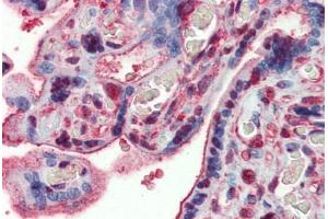 Human Placenta: Formalin-Fixed, Paraffin-Embedded (FFPE) (GAPDH anticorps  (AA 9-323))