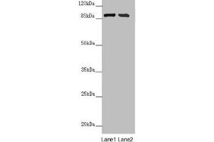 Western blot All lanes: CEP95 antibody at 6. (CEP95 anticorps  (AA 582-821))