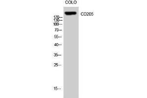 Western Blotting (WB) image for anti-Lymphocyte Antigen 75 (LY75) (Internal Region) antibody (ABIN3183747) (LY75/DEC-205 anticorps  (Internal Region))