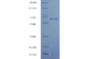 SDS-PAGE (SDS) image for Heterogeneous Nuclear Ribonucleoprotein L (HNRNPL) (AA 89-335), (partial) protein (His-SUMO Tag) (ABIN5709679)