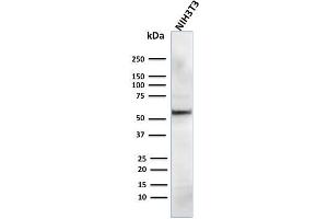 Western Blot Analysis of human NIH3T3 cell lysate using AKT1 Mouse Monoclonal Antibody (AKT1/2784). (AKT1 anticorps  (AA 85-189))