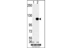 Western blot analysis of AOF2 (arrow) using LSD1 Antibody (C-term) (ABIN388023 and ABIN2845465). (LSD1 anticorps  (C-Term))