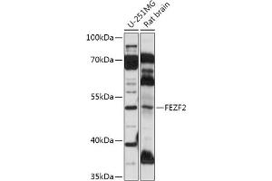 Western blot analysis of extracts of various cell lines, using FEZF2 antibody (ABIN7267171) at 1:1000 dilution.