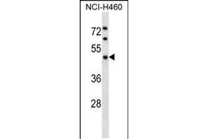 Western blot analysis in NCI-H460 cell line lysates (35ug/lane). (KPTN anticorps  (AA 245-273))