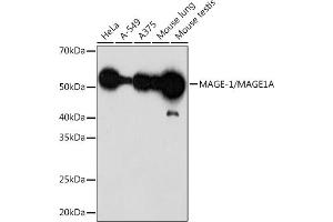 Western blot analysis of extracts of various cell lines, using MAGE-1/MA Rabbit mAb (ABIN1678880, ABIN3015292, ABIN3015293 and ABIN7101339) at 1:1000 dilution.