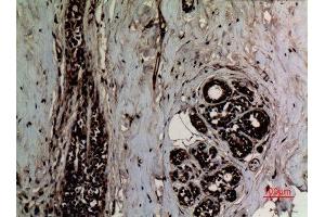 Immunohistochemistry (IHC) analysis of paraffin-embedded Human Breast, antibody was diluted at 1:100.
