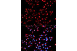 Immunofluorescence (IF) image for anti-Complement Component 1, Q Subcomponent Binding Protein (C1QBP) antibody (ABIN1871379) (C1QBP anticorps)