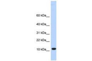 Image no. 1 for anti-Chromosome 10 Open Reading Frame 57 (C10ORF57) (AA 36-85) antibody (ABIN6741071) (CJ057 anticorps  (AA 36-85))