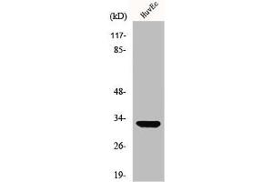 Western Blot analysis of HuvEc cells using MRP-L24 Polyclonal Antibody (MRPL24 anticorps  (Internal Region))