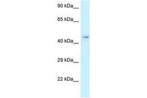 Image no. 1 for anti-COP9 Signalosome Subunit 4 (COPS4) (AA 53-102) antibody (ABIN6747769) (COPS4 anticorps  (AA 53-102))