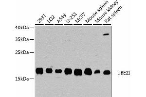 Western blot analysis of extracts of various cell lines using UBE2I Polyclonal Antibody at dilution of 1:1000. (UBE2I anticorps)