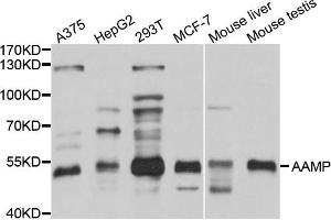 Western blot analysis of extracts of various cell lines, using AAMP antibody (ABIN1875463) at 1:1000 dilution. (AAMP anticorps)