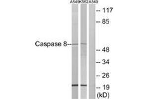 Western blot analysis of extracts from A549/K562, using Caspase 8 (Ab-347) Antibody. (Caspase 8 anticorps  (AA 313-362))