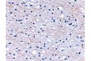 Immunohistochemistry (IHC) image for anti-Hyaluronan and Proteoglycan Link Protein 2 (HAPLN2) (Middle Region) antibody (ABIN1030892) (HAPLN2 anticorps  (Middle Region))