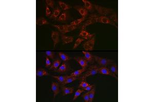 anti-Autophagy related 4A Cysteine Peptidase (ATG4A) (AA 289-398) antibody