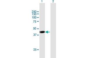 Western Blot analysis of PCMTD2 expression in transfected 293T cell line by PCMTD2 MaxPab polyclonal antibody. (PCMTD2 anticorps  (AA 1-361))