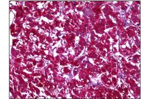 Immunohistochemistry (IHC) image for anti-Malate Dehydrogenase 1, NAD (Soluble) (MDH1) (AA 101-193) antibody (ABIN953360)