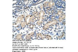 Human kidney (MLXIPL anticorps  (N-Term))