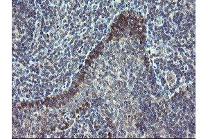 Image no. 8 for anti-TSC22 Domain Family, Member 1 (TSC22D1) antibody (ABIN1501535) (TSC22D1 anticorps)