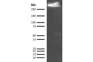 Western Blotting (WB) image for anti-Thyroglobulin (TG) antibody (ABIN613829) (Thyroglobulin anticorps)