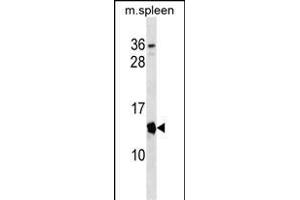 Mouse Cdkn2a Antibody (Center) (ABIN1538376 and ABIN2838239) western blot analysis in mouse spleen tissue lysates (35 μg/lane). (CDKN2A anticorps  (AA 39-65))
